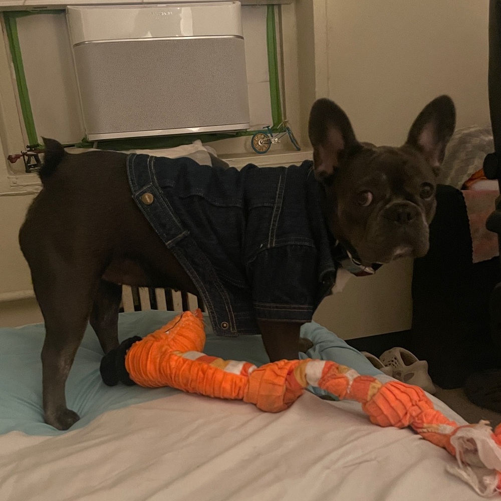 Denim Dog Jacket NWOT